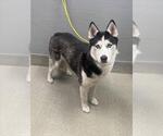 Small Siberian Husky Mix