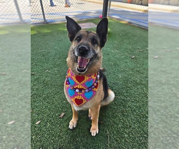 Medium Photo #1 German Shepherd Dog Puppy For Sale in Downey, CA, USA