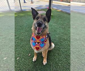 German Shepherd Dog Dogs for adoption in Downey, CA, USA