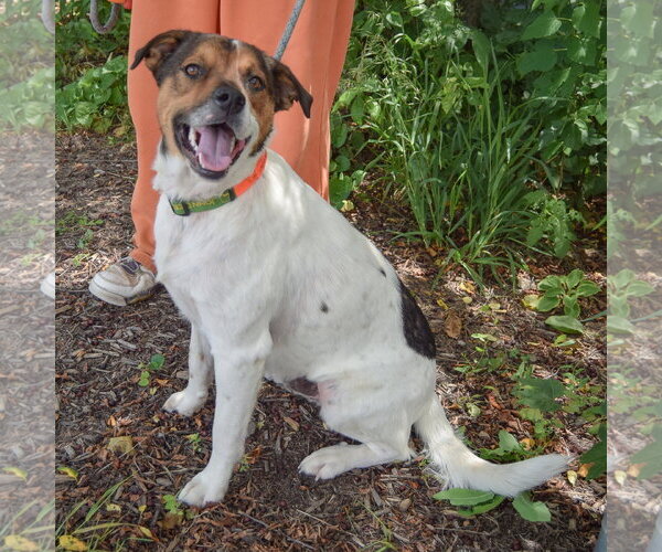Medium Photo #3 Collie-Unknown Mix Puppy For Sale in Huntley, IL, USA