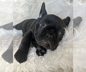 French Bulldog Puppy for sale in SEATTLE, WA, USA