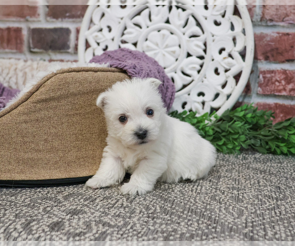 Medium Photo #3 West Highland White Terrier Puppy For Sale in SYRACUSE, IN, USA