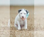 Small Photo #3 American Pit Bull Terrier-Labrador Retriever Mix Puppy For Sale in McKinney, TX, USA
