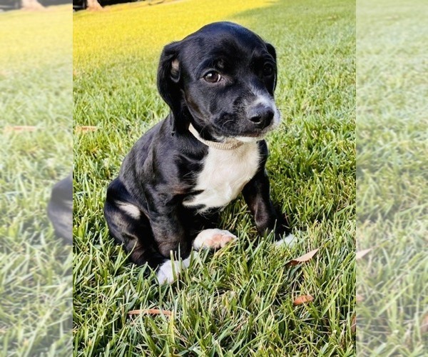 Medium Photo #2 Cocker Spaniel Puppy For Sale in IRVINE, CA, USA