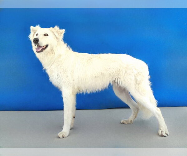 Medium Photo #3 Great Pyrenees Puppy For Sale in Pasadena, CA, USA