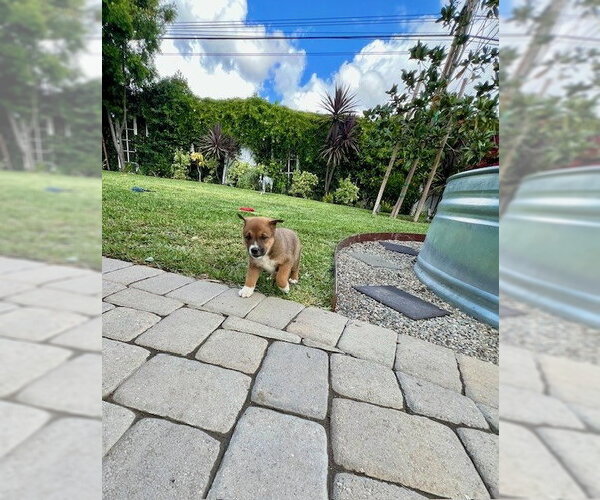 Medium Photo #2 Mutt Puppy For Sale in Lake Forest, CA, USA