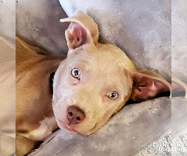 Medium Photo #9 Labrador Retriever-Unknown Mix Puppy For Sale in Washington, DC, USA