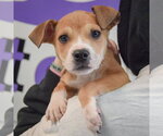 Small #4 Jack Russell Terrier Mix