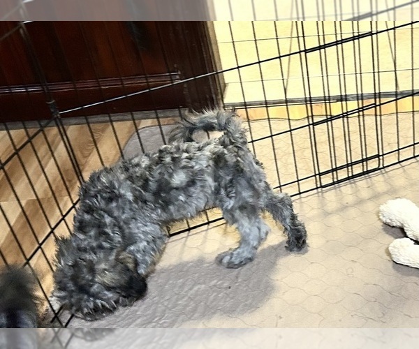 Medium Photo #6 ShihPoo Puppy For Sale in GLOUCESTER, VA, USA
