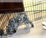 Small #5 ShihPoo