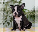 Small Photo #4 Boston Terrier Puppy For Sale in EAST EARL, PA, USA