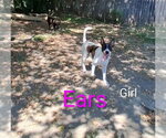 Small Photo #3 Mutt Puppy For Sale in Foristell, MO, USA