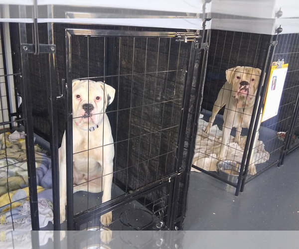 Medium Photo #2 Boxer Puppy For Sale in Dumont, NJ, USA