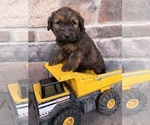 Image preview for Ad Listing. Nickname: Moose