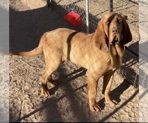 Father of the Bloodhound puppies born on 08/24/2026