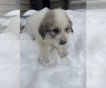 Puppy Chevy Great Pyrenees