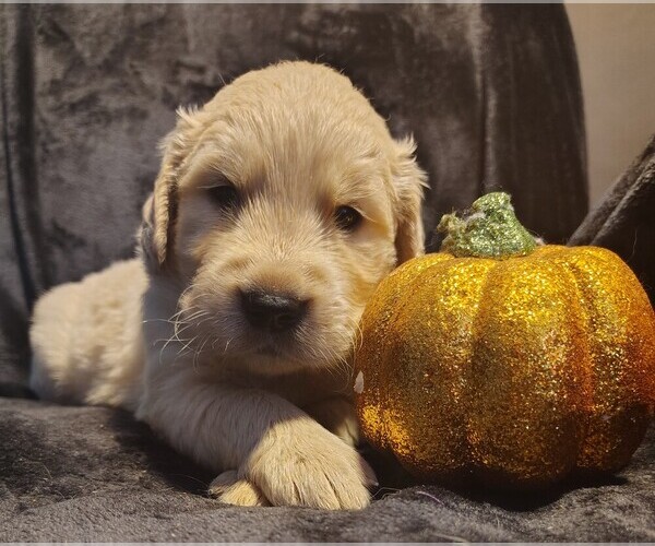 Medium Photo #17 Golden Retriever Puppy For Sale in MODESTO, CA, USA