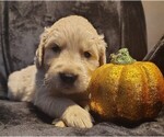 Puppy Red boy Golden Retriever