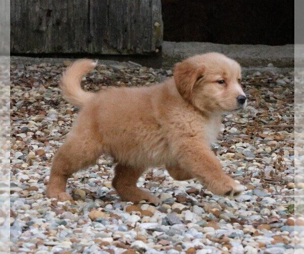 Medium Photo #8 Golden Retriever Puppy For Sale in JONES, MI, USA