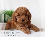 Small #2 Goldendoodle (Miniature)