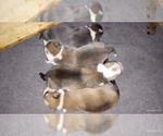 Small #3 Pembroke Welsh Corgi