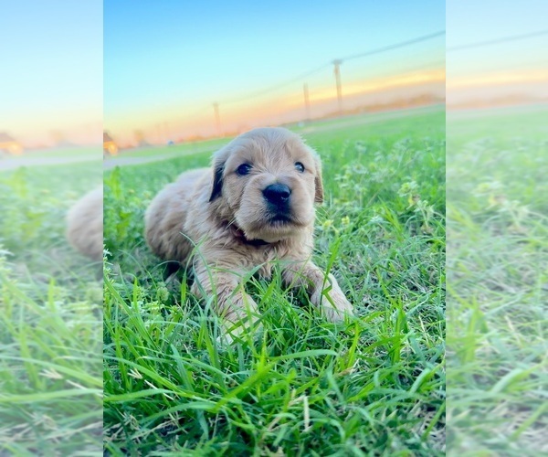Medium Photo #1 Golden Retriever Puppy For Sale in CHINA SPRING, TX, USA
