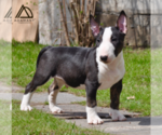 Small Photo #11 Miniature Bull Terrier Puppy For Sale in Dnipro, Dnipro, Ukraine