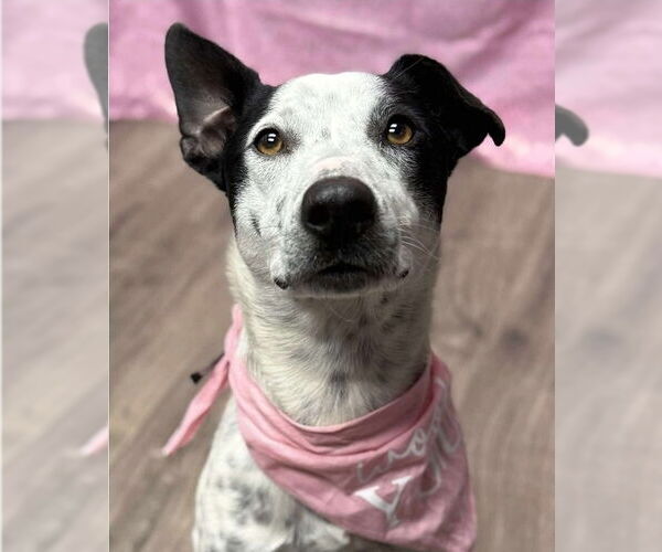 Medium Photo #1 Mutt Puppy For Sale in Lakewood, CO, USA