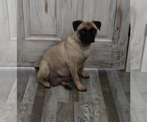 Medium Photo #1 Pug Puppy For Sale in GLENCOE, KY, USA