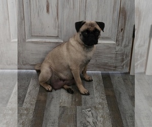 Mother of the Pug puppies born on 05/18/2025