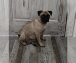 Small Photo #1 Pug Puppy For Sale in GLENCOE, KY, USA