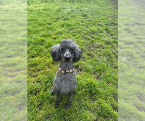 Poodle (Standard) Dog for Adoption in Sequim, Washington USA
