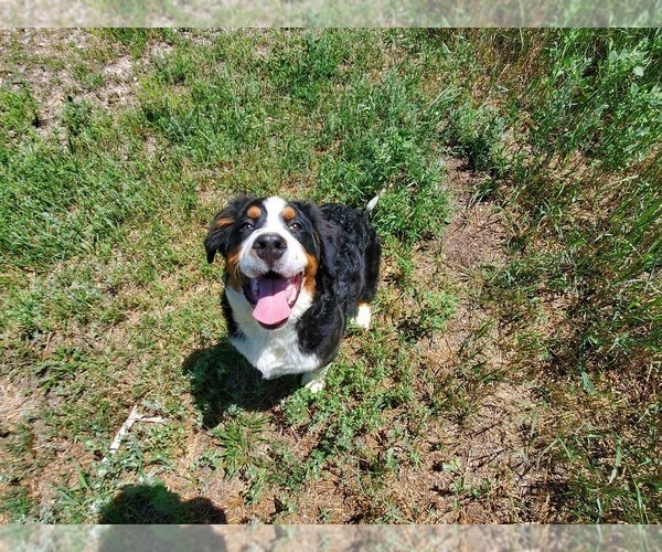 Medium Photo #31 Bernese Mountain Dog Puppy For Sale in PEYTON, CO, USA