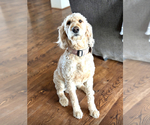 Small #17 Goldendoodle