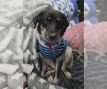 Small #1 Mutt