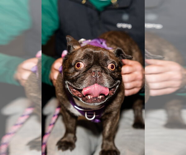 Medium Photo #2 French Bulldog Puppy For Sale in St. Louis Park, MN, USA