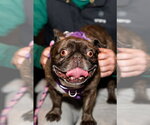 Small #1 French Bulldog
