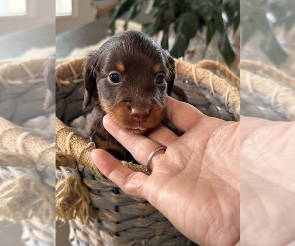 Medium Photo #5 Dachshund Puppy For Sale in UNIONVILLE, IA, USA