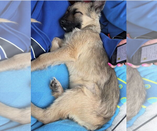 Medium Photo #4 Mutt Puppy For Sale in Westwood, NJ, USA