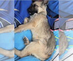 Small #3 Mutt