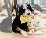 Small Photo #20 Bernedoodle Puppy For Sale in FLEMING ISLAND, FL, USA