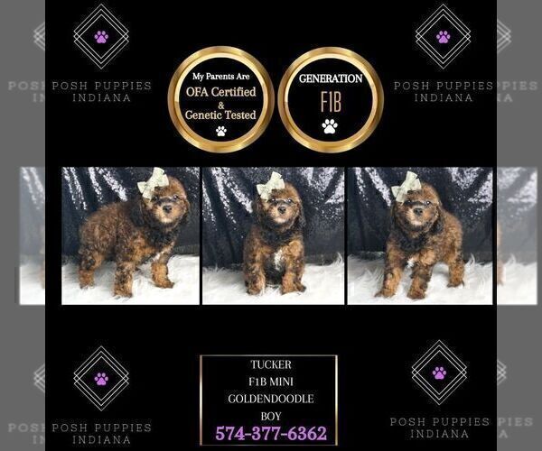 Medium Photo #92 Goldendoodle (Miniature) Puppy For Sale in WARSAW, IN, USA