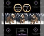 Small #2 Goldendoodle (Miniature)