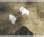 Small Photo #19 Maltese Puppy For Sale in ROSWELL, GA, USA