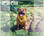 Small #22 Chinese Shar-Pei-Labrador Retriever Mix