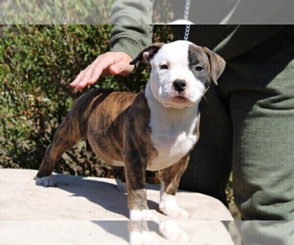 Medium Photo #1 American Bully Puppy For Sale in LEHIGH ACRES, FL, USA