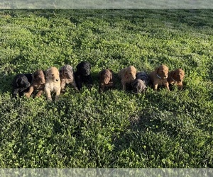 Goldendoodle Puppy for Sale in MEDORA, Indiana USA