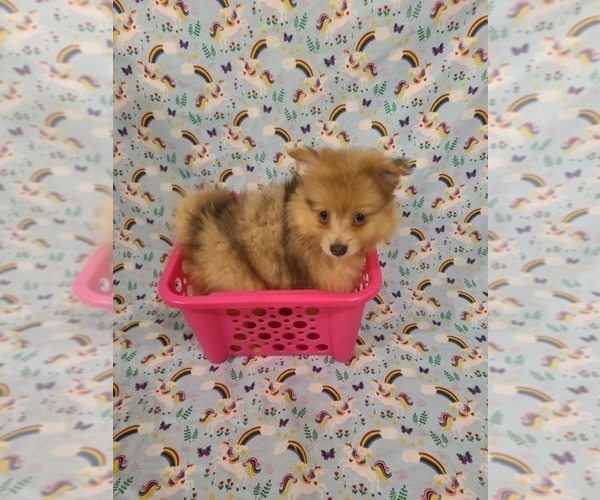 Medium Photo #1 Pomeranian Puppy For Sale in CLARKSVILLE, TN, USA