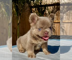 French Bulldog Puppy for sale in SACRAMENTO, CA, USA