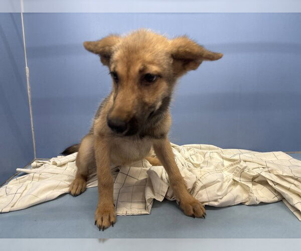 Medium Photo #1 German Shepherd Dog-Unknown Mix Puppy For Sale in San Bernardino, CA, USA